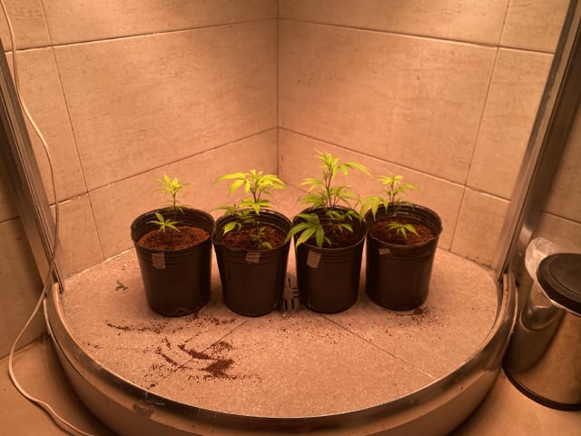 75x60  x 4 Gens — vegetative, day 8