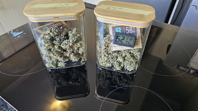 Amnesia Haze Run — vegetative, day 28