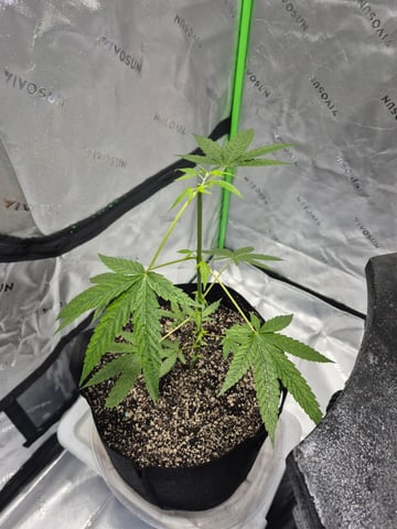 My young clone  — vegetative, day 23