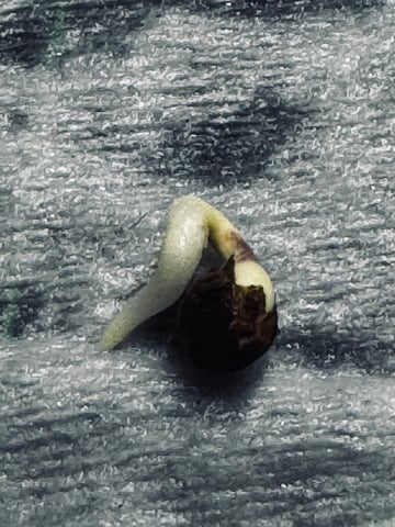 Frugal Farmer #1 — germination, day 1