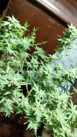 Strawberry Banana Auto 