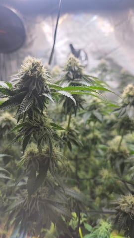 ethos genetics  — flower, day 105