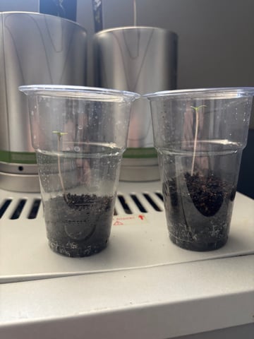 banana x Pink runtz — seedling_rooting, day 5