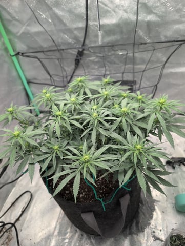 Girl Scout Cookies