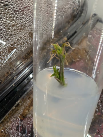 Plant in a test tube — seedling_rooting, day 101