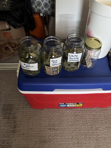 3 seeds  — harvest, day 102