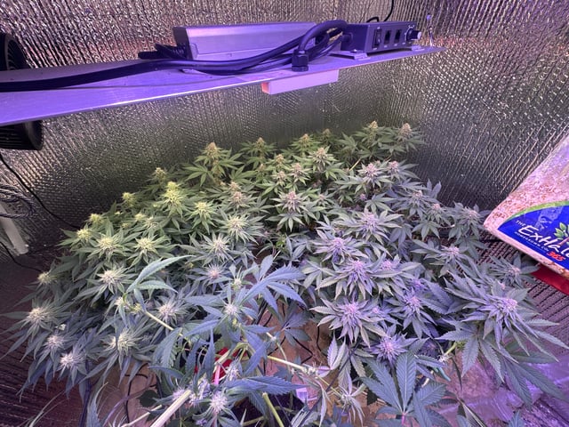 Gelly Mama and Sugar Tree — flower, day 111