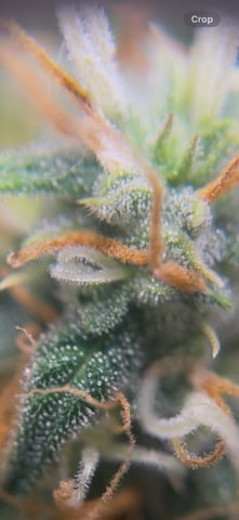 Blueberry auto — flower, day 95