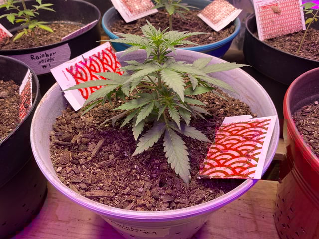 Rainbow Mints — vegetative, day 1