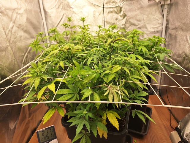 ❄️💚❄️WinterGrow❄️💚❄️ — flower, day 79