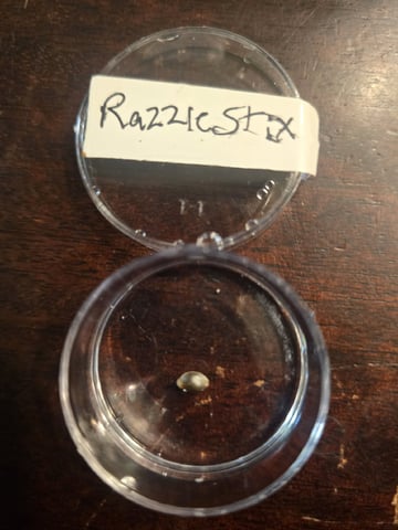 Razzle Stix — germination, day 1
