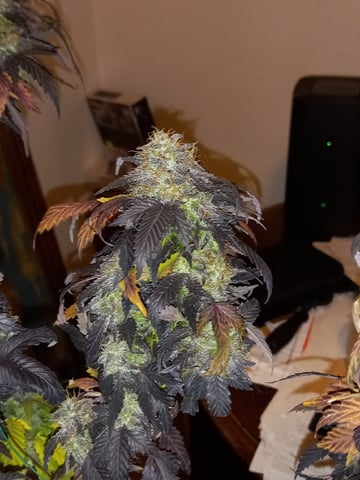 ( Guava Dawg × Sour Tangie ) F2 — harvest, day 42