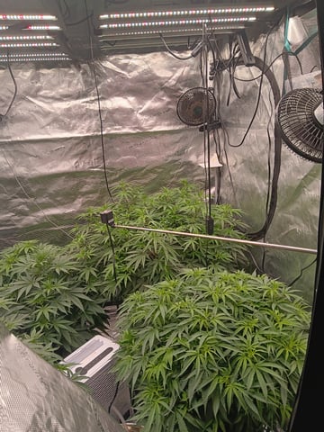 Master Kush — flower, day 74