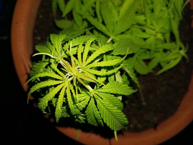 local — vegetative, day 2