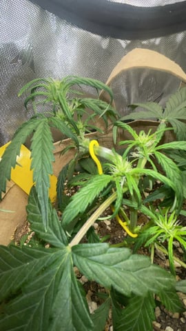 3x3 Grow — flower, day 37
