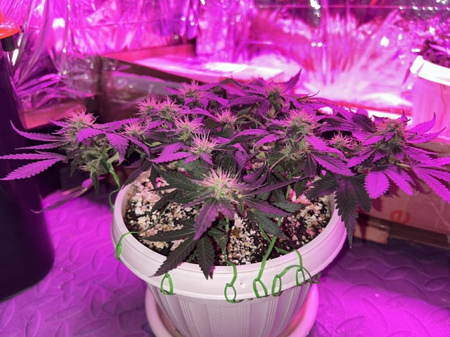 Test 1  — flower, day 95