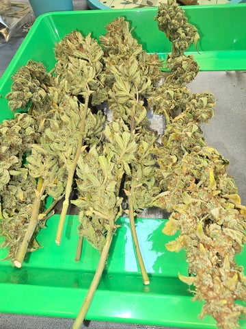 First Autoflower Indoor — harvest, day 45