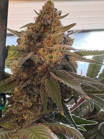 Black Hulk 3 gallon bag 