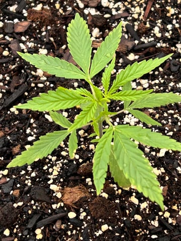 First ever grow — vegetative, day 33