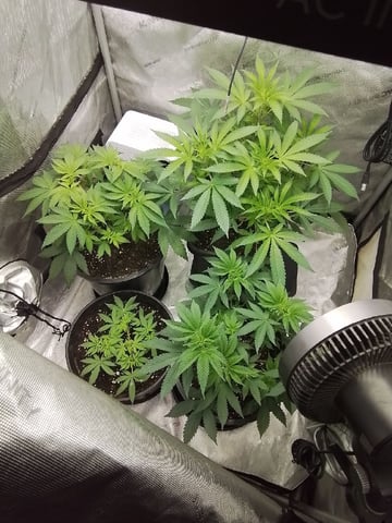 grow 1 — flower, day 60