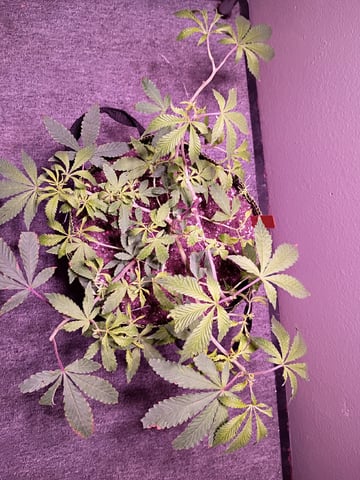 FKAFL — vegetative, day 33