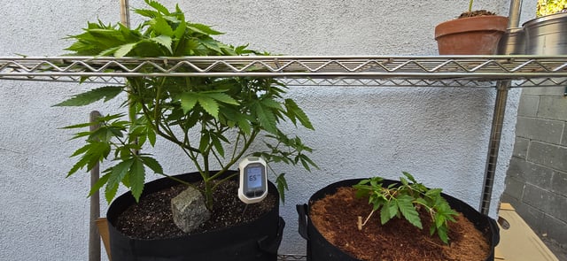 Mystery Weed Plant — vegetative, day 83