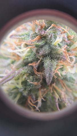 ethos genetics  — flower, day 101