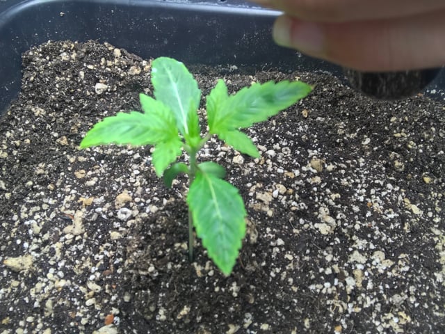 ripleys og — vegetative, day 17