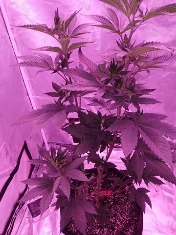 CountryG  — seedling_rooting, day 84