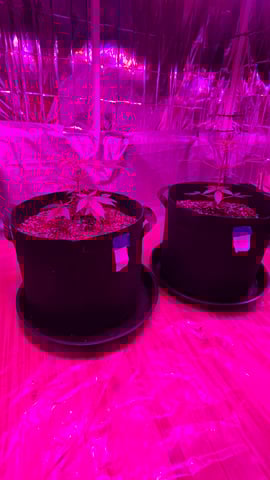 B2 — vegetative, day 35