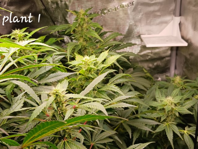 9lbhammer feminized  — flower, day 70