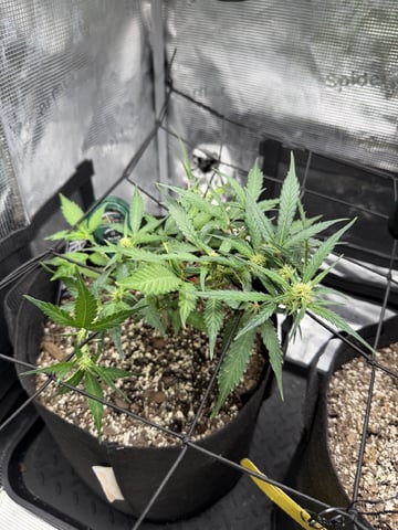 Gorilla Cookies — 1st Grow — flower, day 54