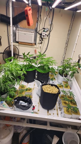 veg tent adventures! — vegetative, day 5