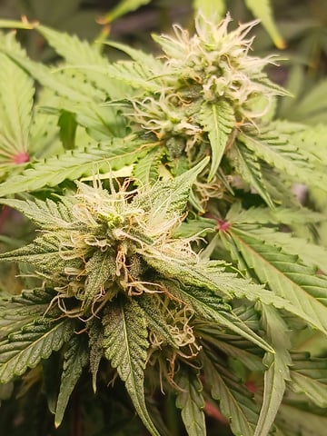 black gorilla feminized  — flower, day 34