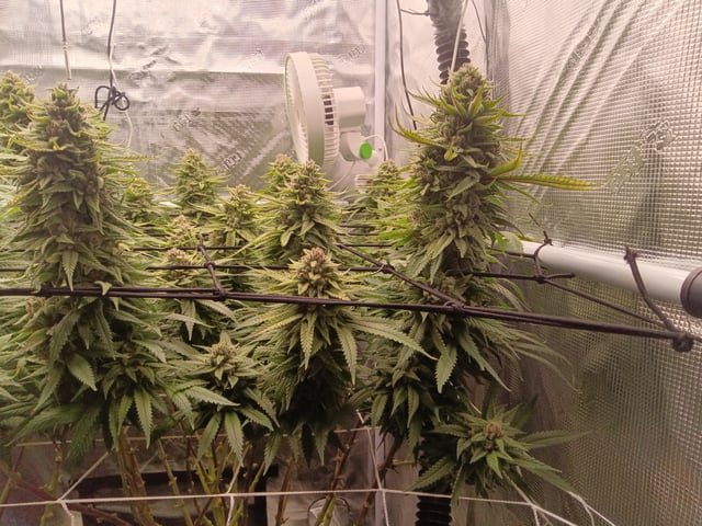 Starfighter/Ohio Guptilla Hybrid — flower, day 36