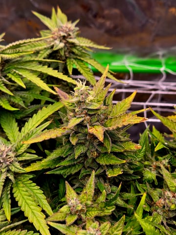 Fastbuds Autoflower Run — flower, day 84