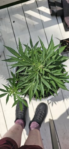 blueberry dream — flower, day 224