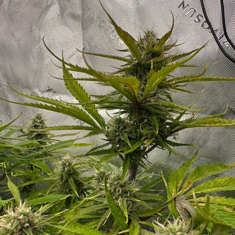 Ztrawberriez (Auto) 2026 - 1 — flower, day 61