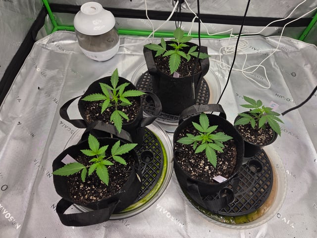 new bee's  — flower, day 101