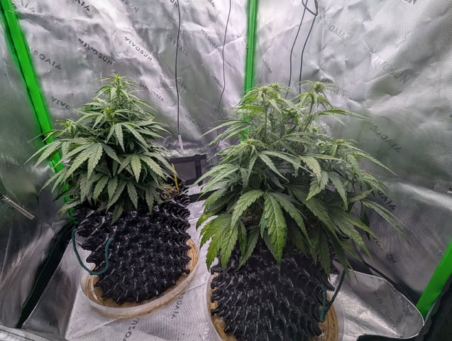 Titan F1 grow  — vegetative, day 45