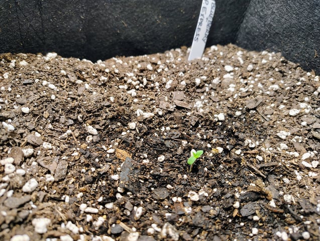 new 1 — seedling_rooting, day 6