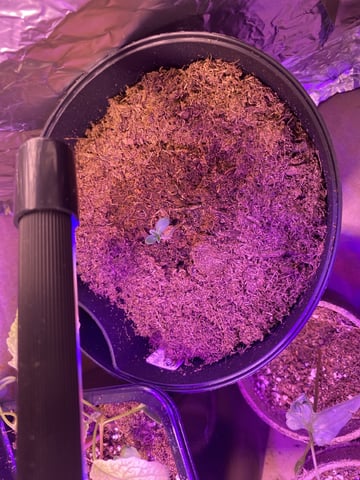 Plant 2 — seedling_rooting, day 7