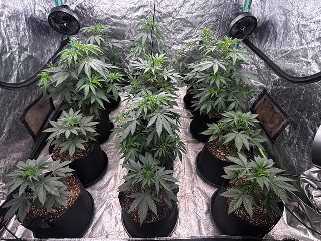 PKB remix/PotG — vegetative, day 52