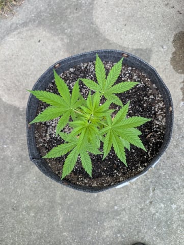 Gorilla Cookies Auto — vegetative, day 29