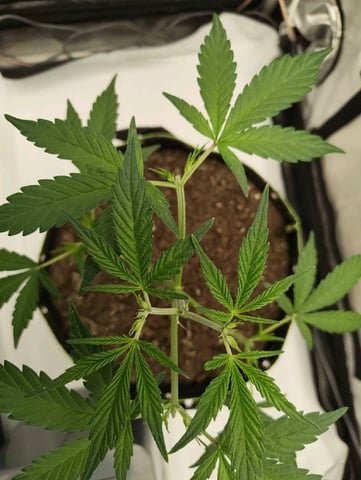 Critical Runtz ( Sensi Seeds ) — vegetative, day 19