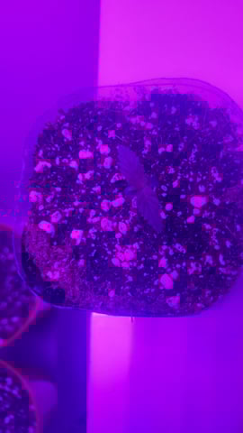 honey cream  — seedling_rooting, day 1