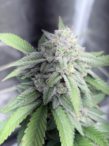 CANDYLAND — flower, day 154