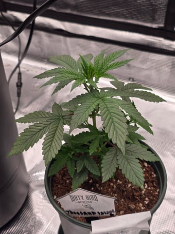 Dirty Bird - Thousand Island Fem & Platinum Kush Breath Remix x Grape Cakehead Fem Photo  — vegetative, day 21