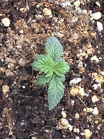 Gorilla Gas  — seedling_rooting, day 6