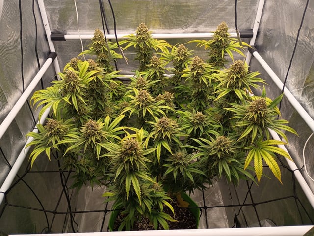 FastBuds Photo-Lemon Mandarin  — flower, day 141